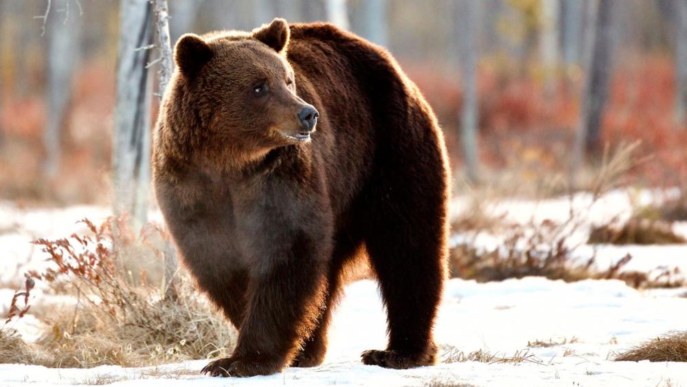 Majestic Brown Bear in Snowy Forest wallpaper