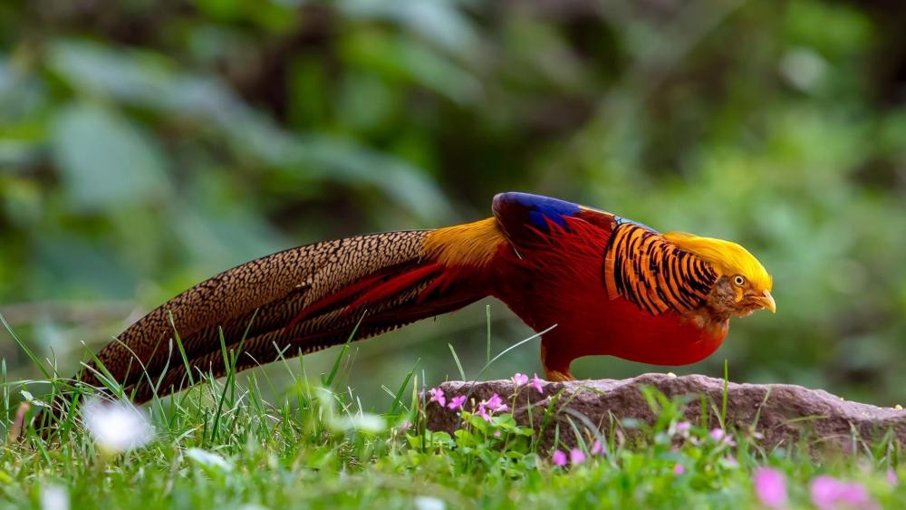 Golden Pheasant in Vibrant Splendor wallpaper