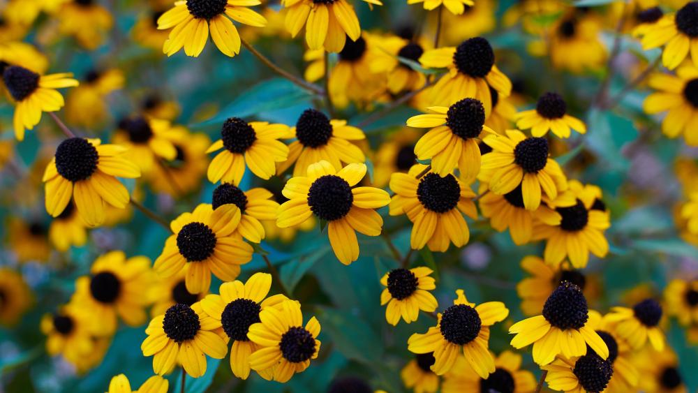 Brown-Eyed Susan Floral Splendor in 5k wallpaper