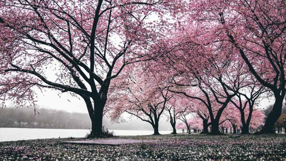 Springtime Serenity Under Cherry Blossoms wallpaper