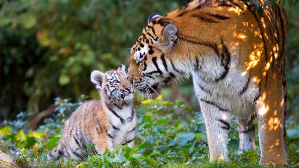 Tiger Tenderness in the Wild wallpaper
