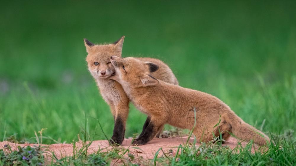 Playful Fox Cubs in Green Meadow wallpaper