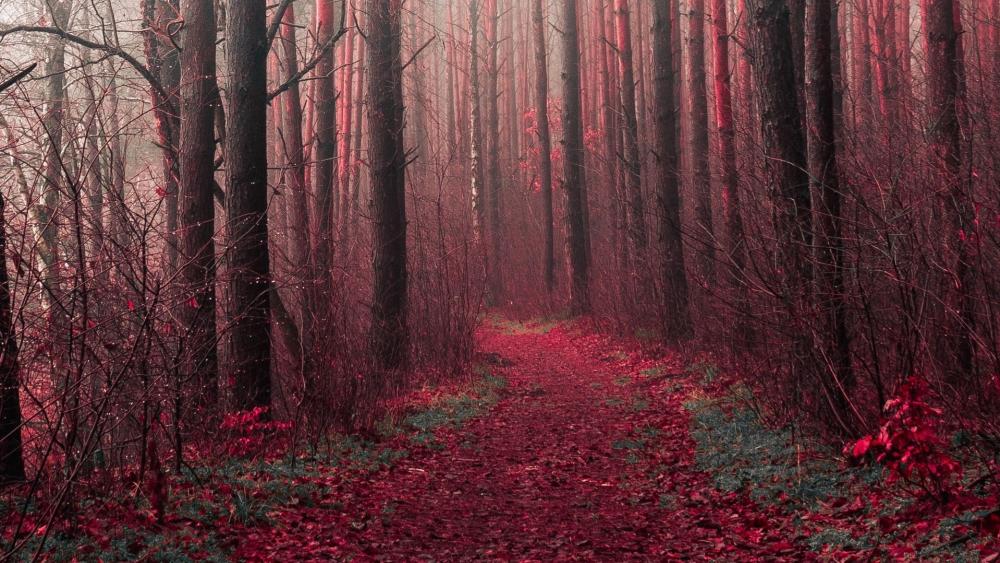 Autumn Pathway Through Enchanted Woodland wallpaper