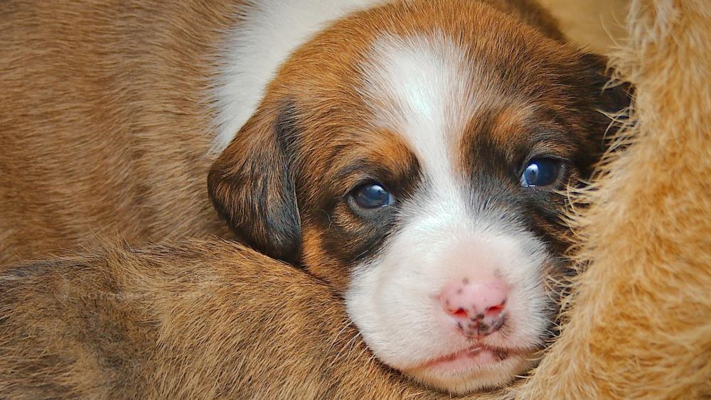 Gentle Puppy Bliss in Warm Tones wallpaper
