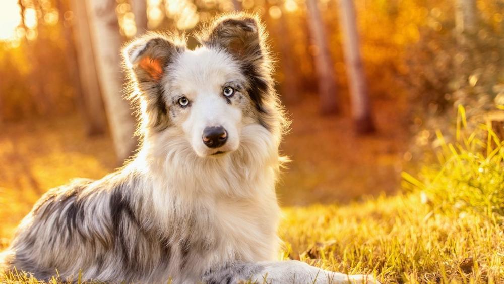 Border Collie in Autumn Splendor wallpaper
