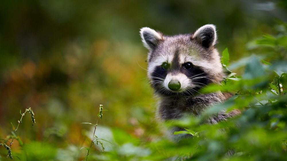 Adorable Raccoon in Forest Setting wallpaper
