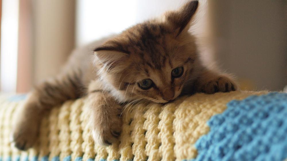 Cozy Kitten Relaxing on a Knit Blanket wallpaper