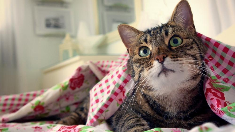 Cozy Feline in Floral Haven wallpaper