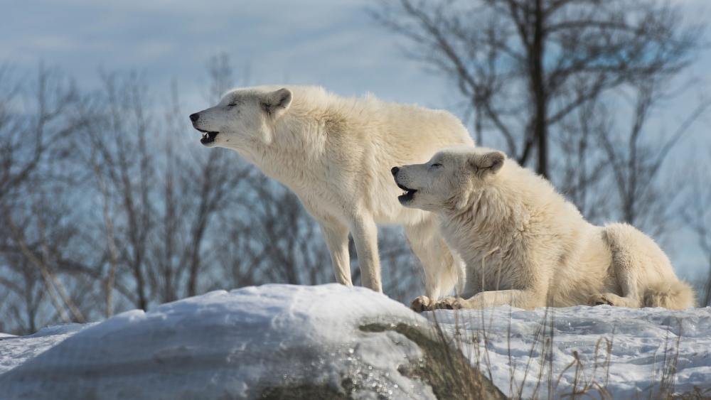 White Wolves in Winter Wonderland wallpaper