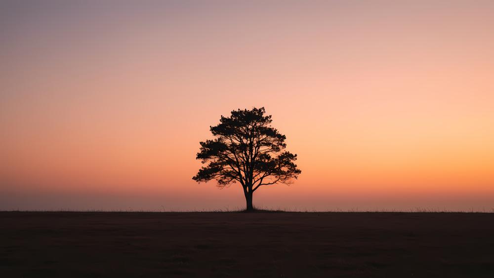 Beautiful Minimalist Sunset Over Solitary Tree in Nature wallpaper
