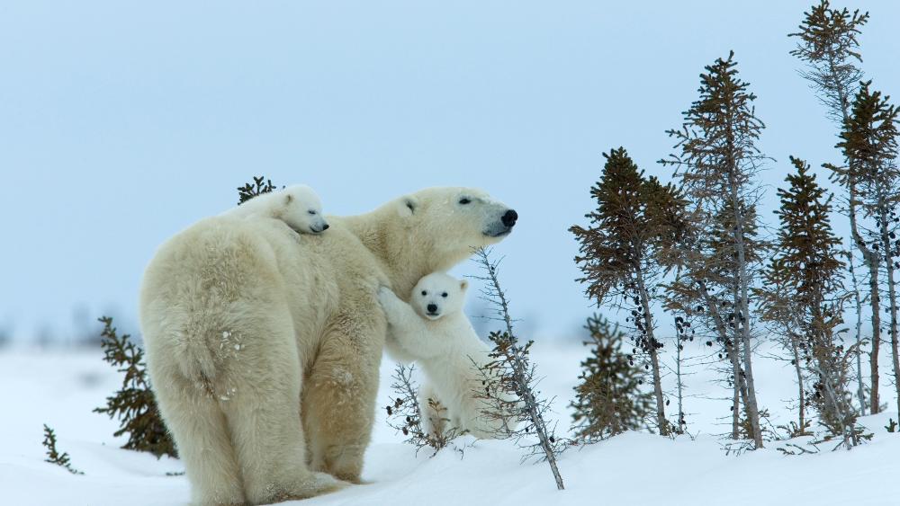 Polar Bear Family in Winter Wonderland wallpaper