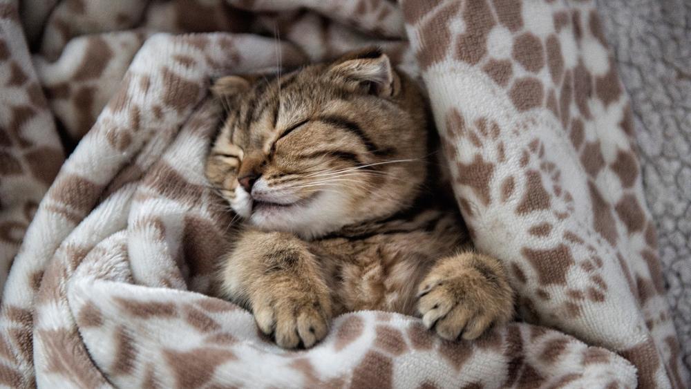 Cozy Slumber of a Scottish Fold Kitten wallpaper