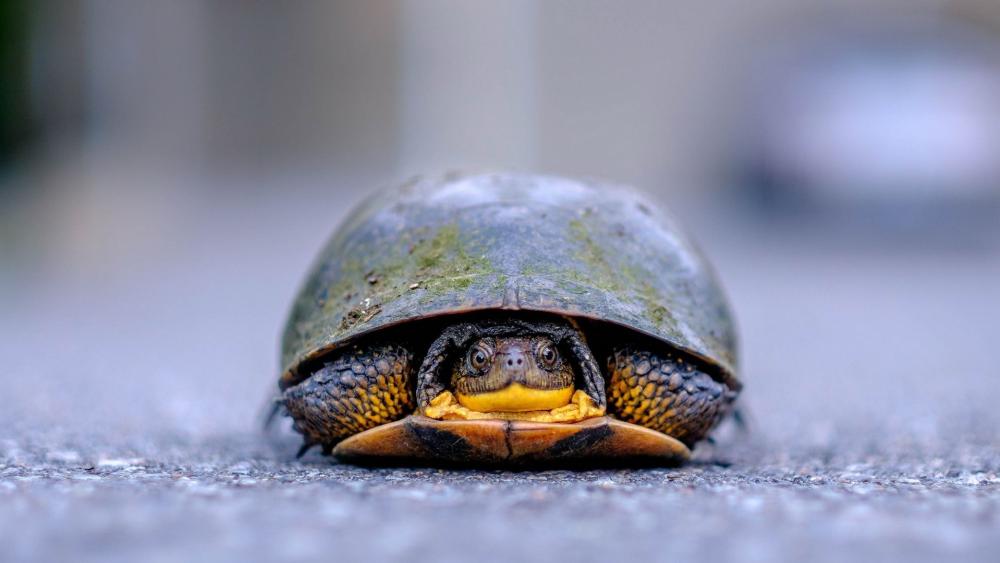 Serene Tortoise on a Sunny Pathway wallpaper