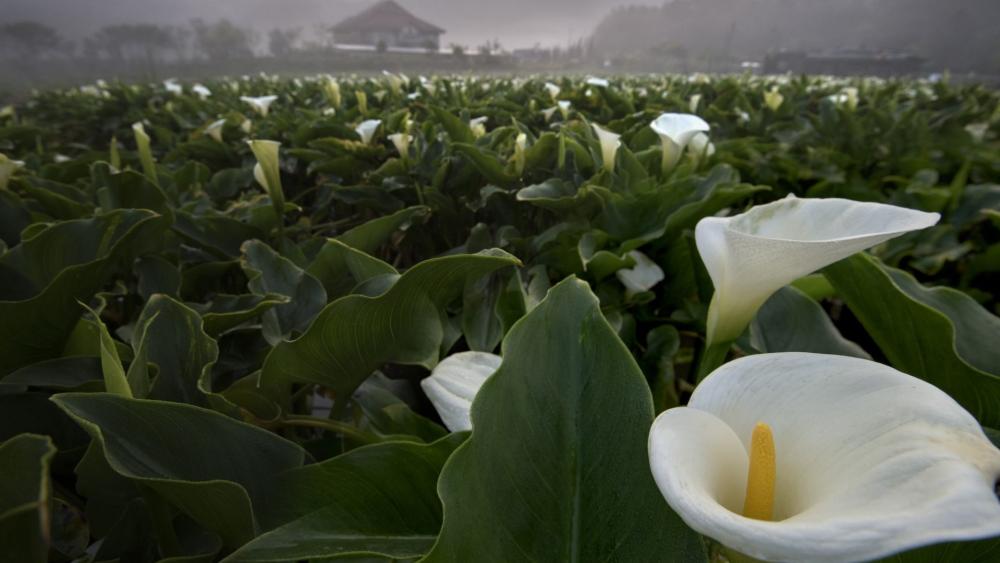 Calla Lily Serenity in Morning Mist wallpaper