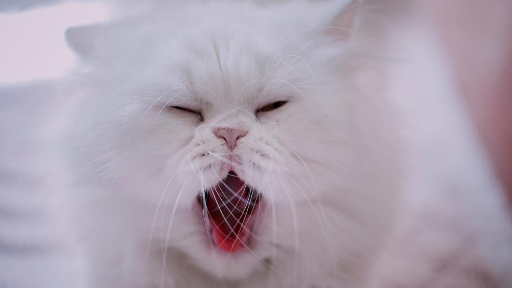 White Persian Cat Mid-Yawn Blissful Moment wallpaper