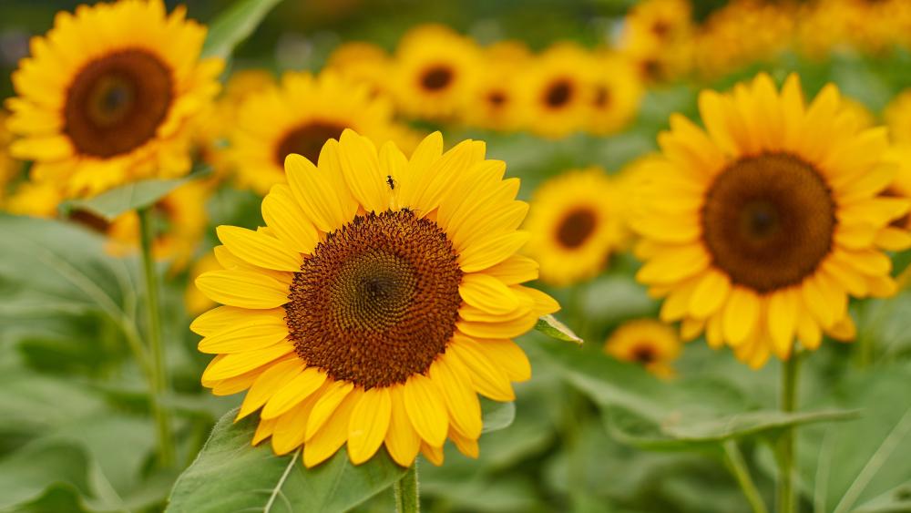 Golden Sunflower Radiance in Full Bloom wallpaper