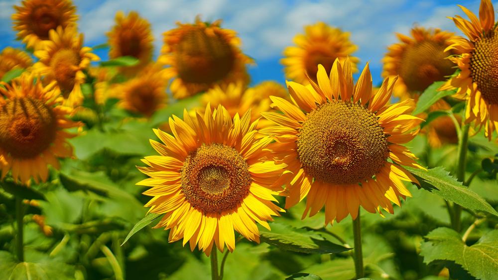 Close-Up of Sunflowers in Blooming Field wallpaper