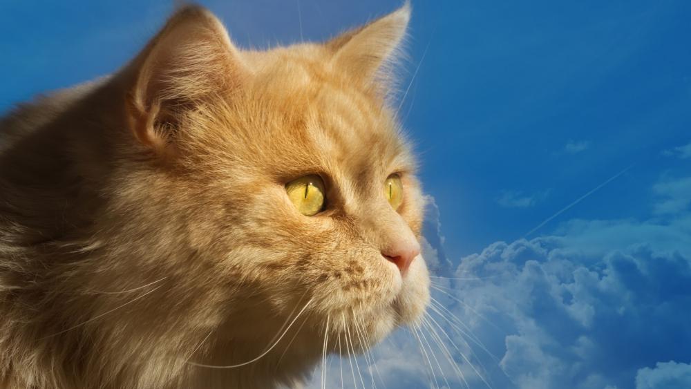Golden Feline Against Cerulean Canvas wallpaper