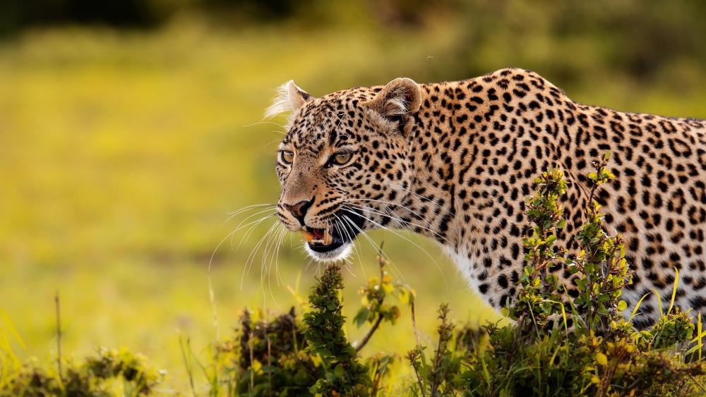 Leopard in Wild African Savanna wallpaper