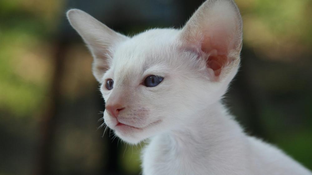 Elegant Siamese Kitten in a Serene Setting wallpaper