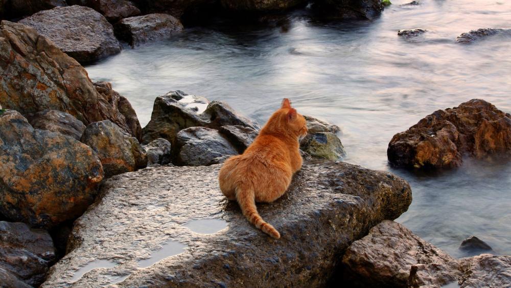 Ginger Cat's Tranquil Waterside Perch wallpaper