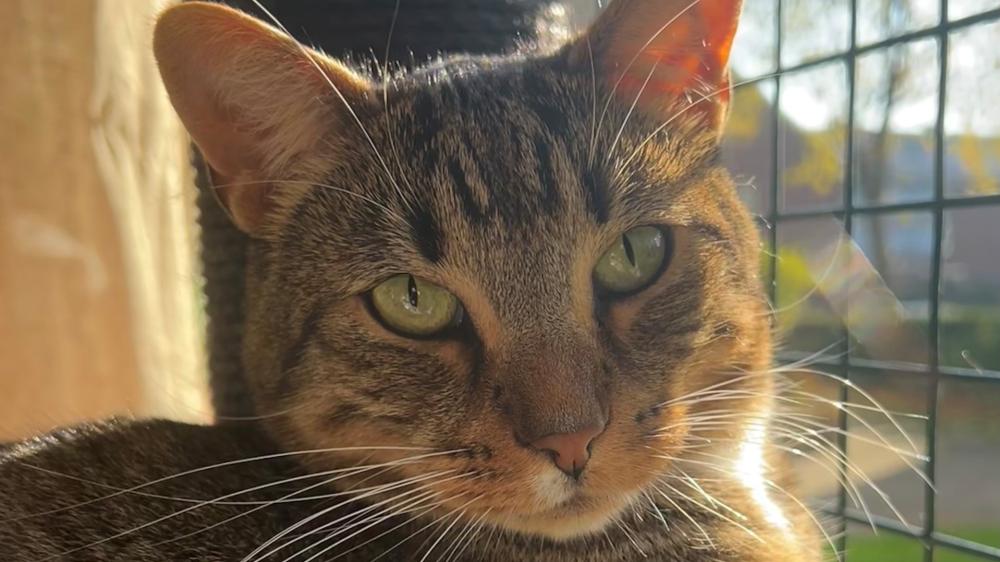 Majestic Feline Serenity: A Domestic Cat in Sunlight wallpaper