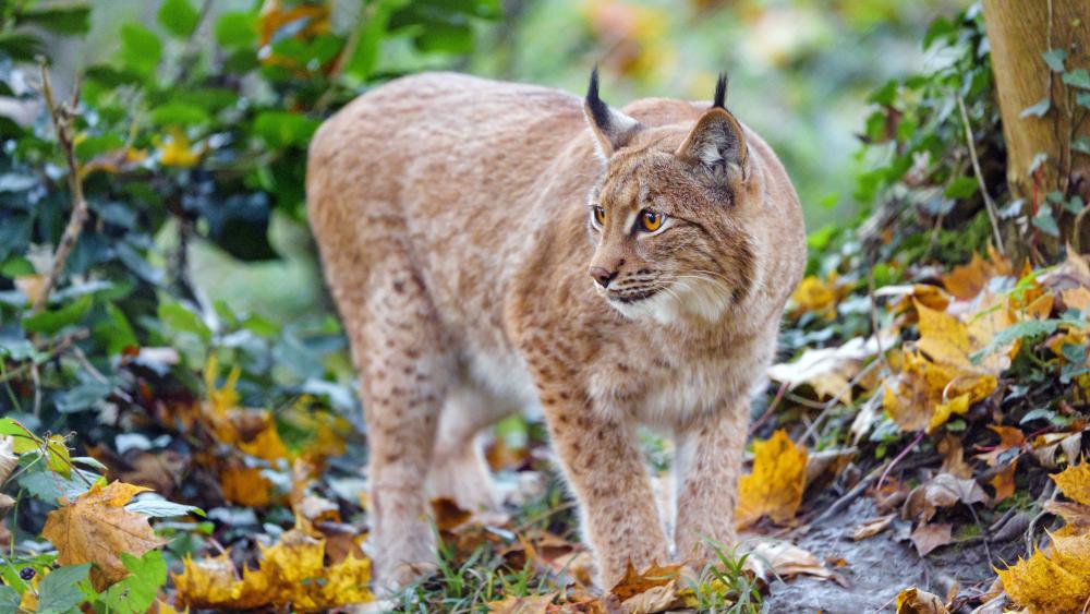 Lynx in Lush Autumn Habitat wallpaper