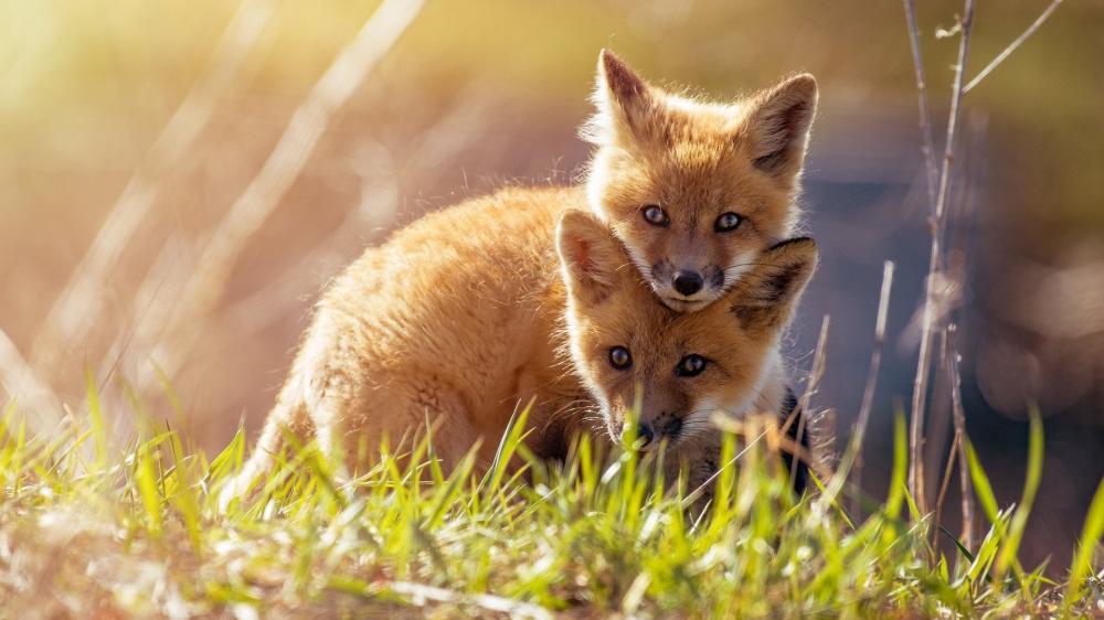 Fox Cubs Playful Moment in the Sunlit Meadow wallpaper