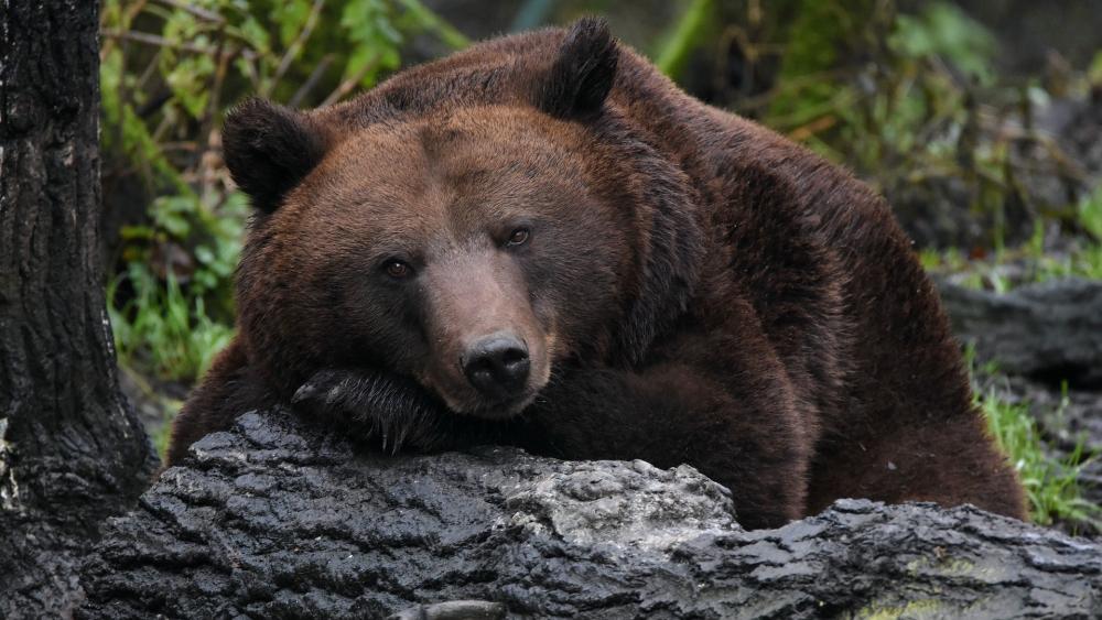 Majestic Brown Bear Resting in Nature wallpaper