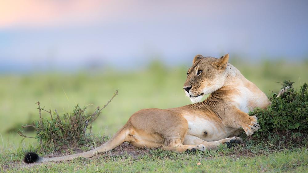 Majestic Lioness in Natural Habitat wallpaper