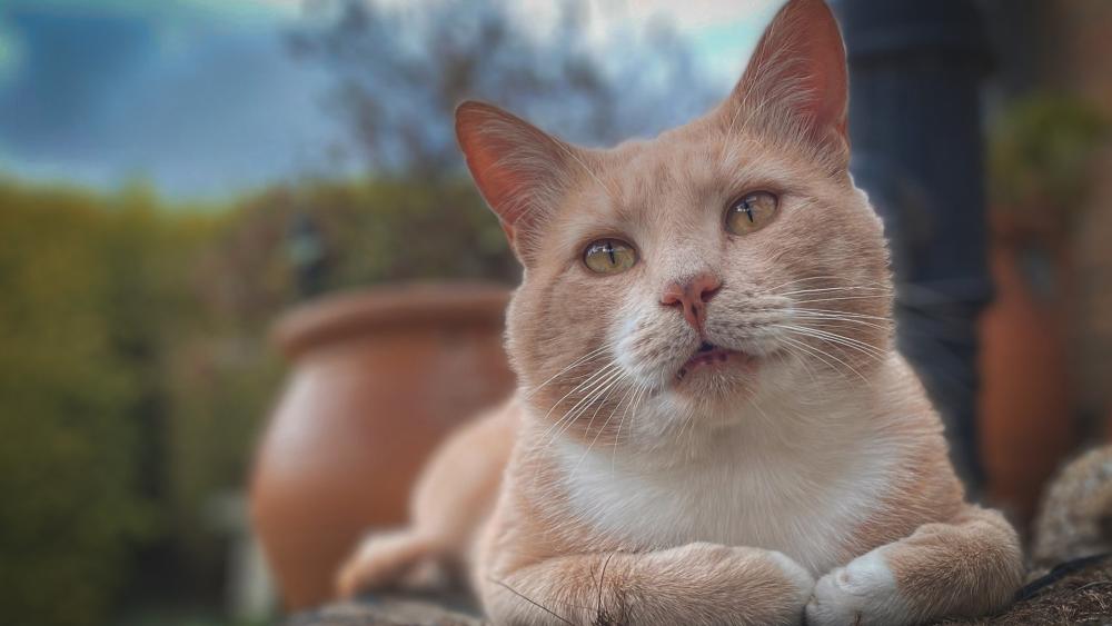 Gentle Gaze of a Relaxed Cat wallpaper