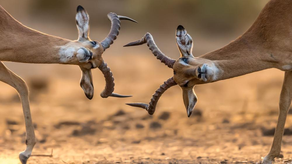 Graceful Antelope in the Wild wallpaper