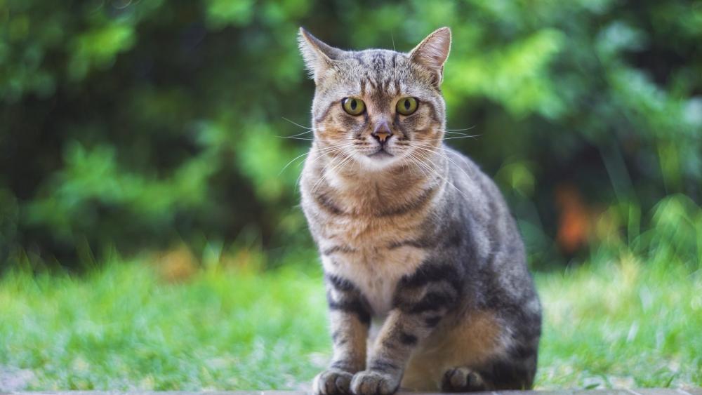 Majestic Tabby in Green Serenity wallpaper