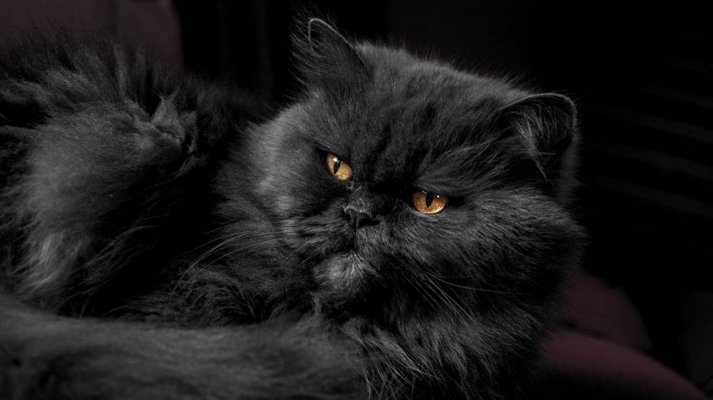 Majestic Black Persian Cat in 4K wallpaper