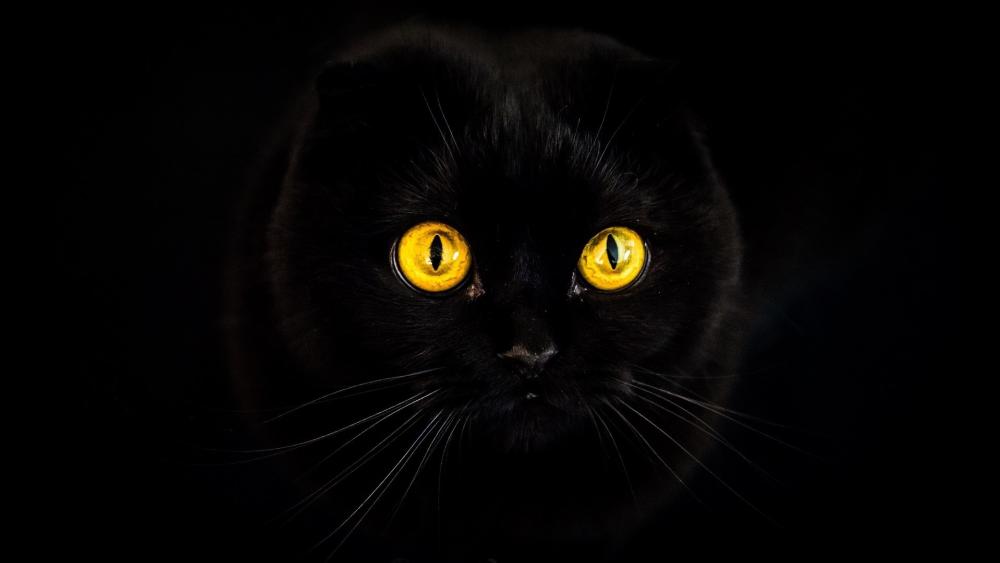 Mysterious Gaze of the Midnight Feline wallpaper