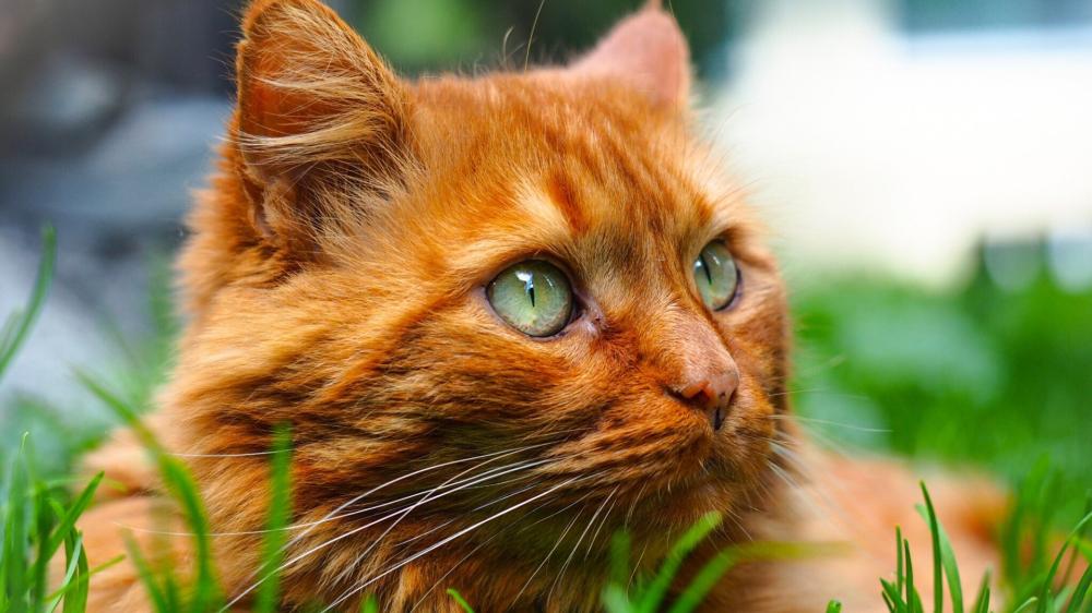 Ginger Cat in Lush Greenery wallpaper