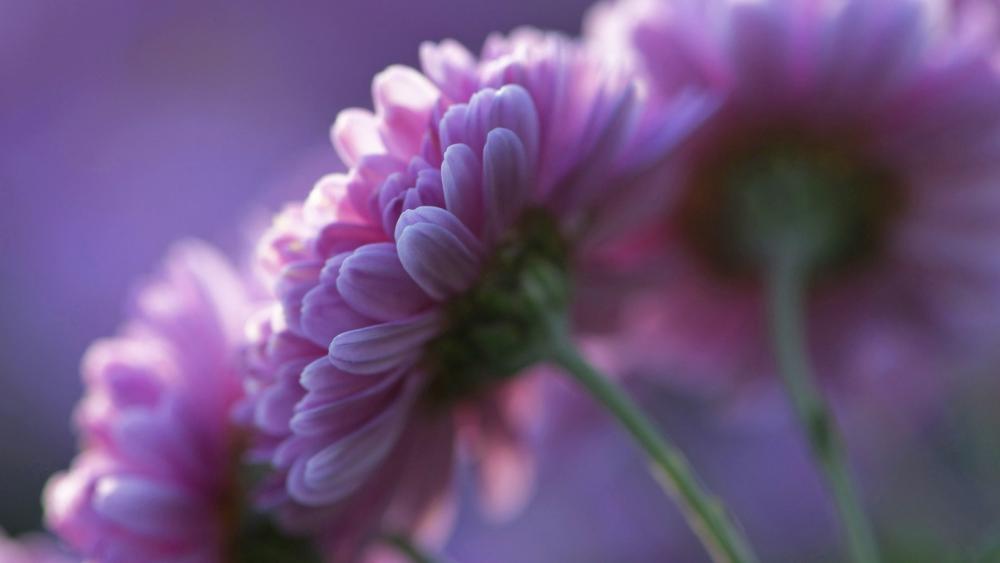 Pink Petals in Soft Focus wallpaper