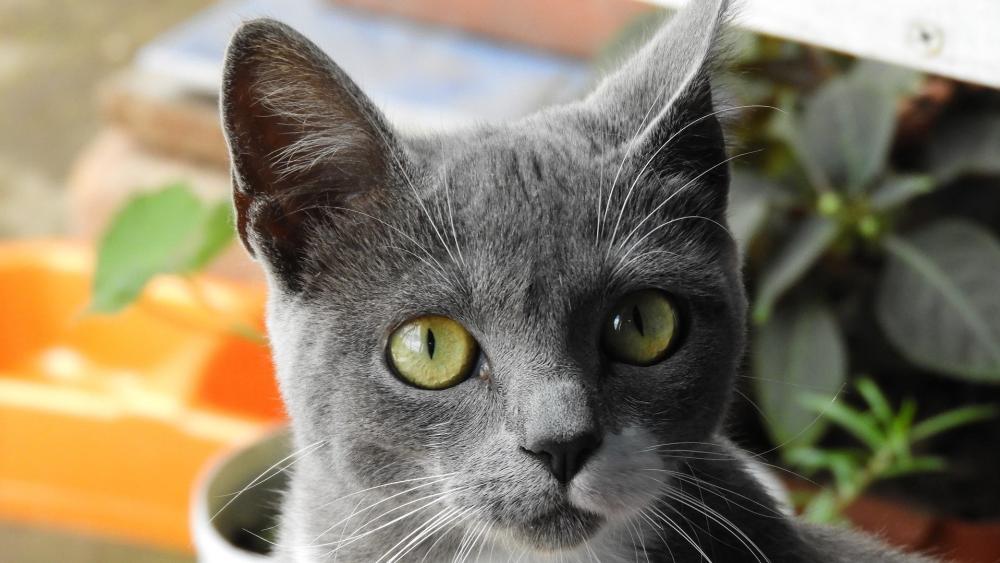 Grey Feline Stare Captivates with Intensity and Grace wallpaper
