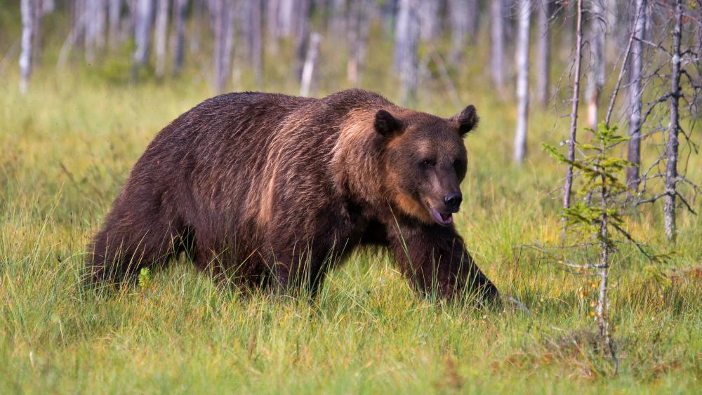 Majestic Brown Bear Roaming the Wild wallpaper
