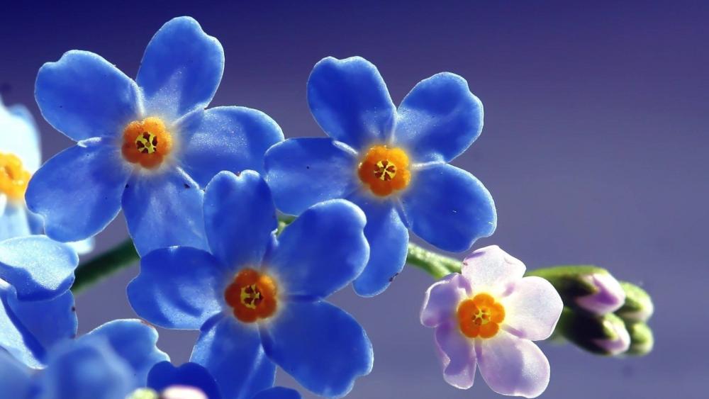 Blue Orchids in Bloom: Nature's Elegant Palette wallpaper