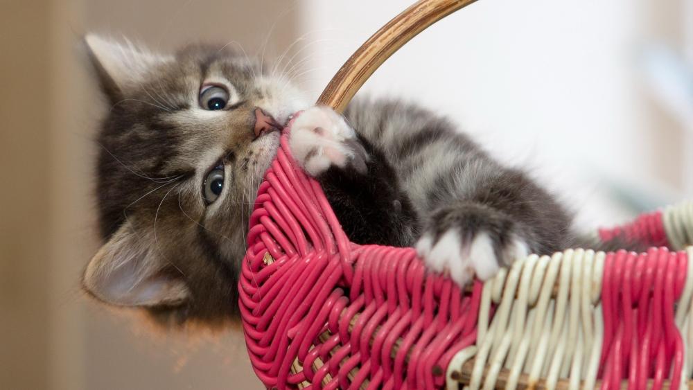 Adorable Kitten in a Woven Basket Scene wallpaper