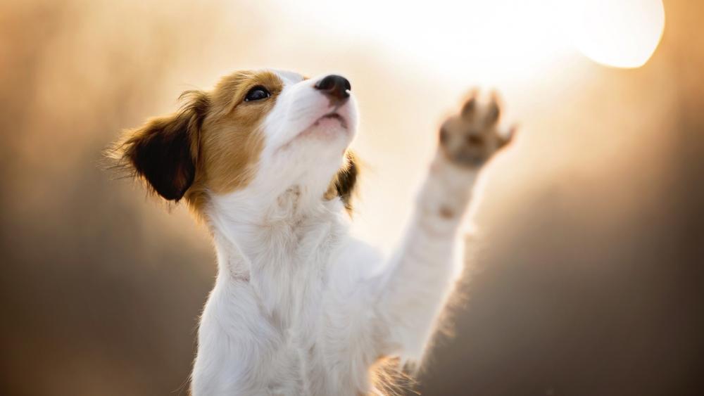 Puppy Playtime in the Sunlight wallpaper