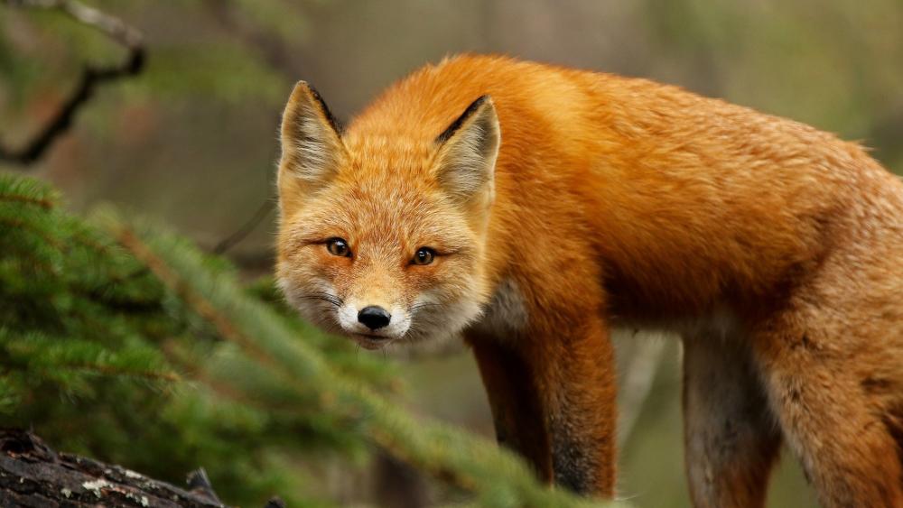Red Fox in Its Natural Habitat wallpaper