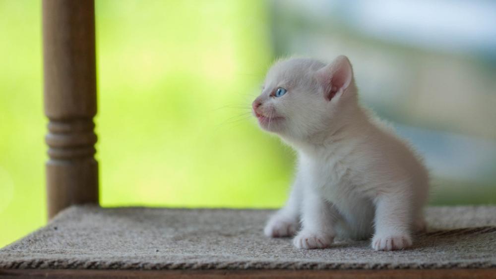 White Kitten's First Adventure wallpaper
