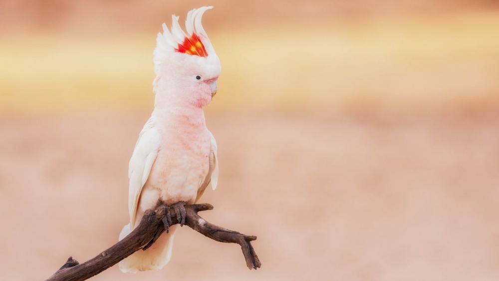 Cockatoo Elegance Perched in Tranquility wallpaper