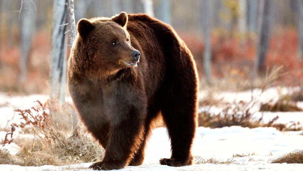 Majestic Grizzly in the Wild wallpaper