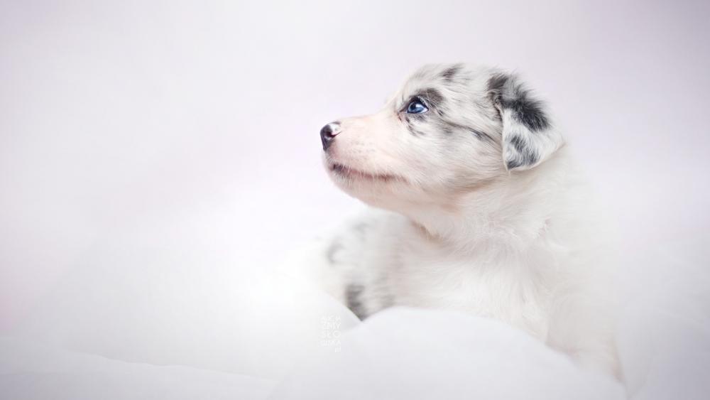 Adorable Border Collie Puppy on White Background wallpaper