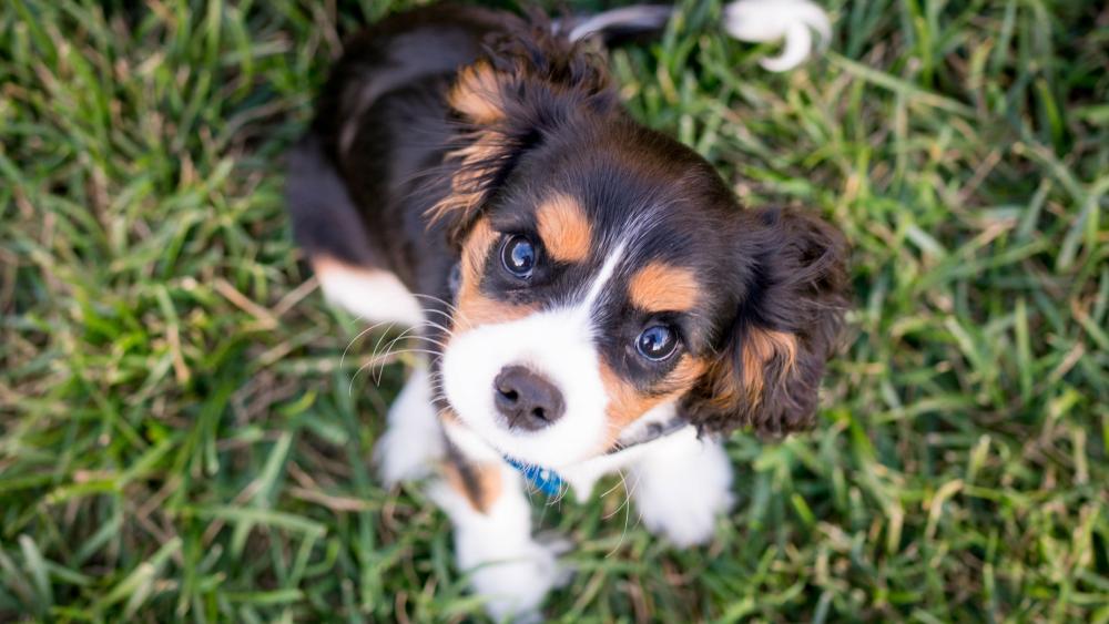Cavalier King Charles Spaniel's Adorable Gaze wallpaper