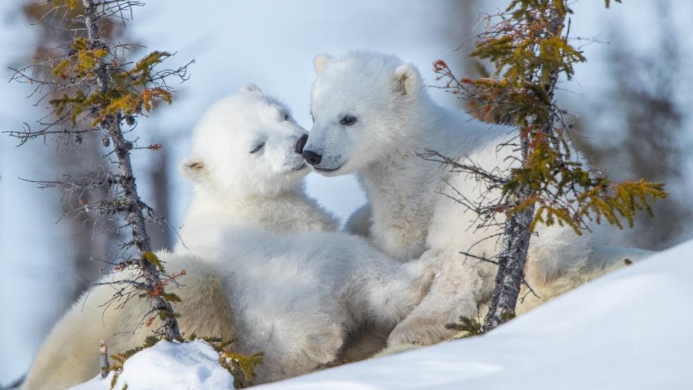 Polar Bear Cubs Embrace in Snowy Wonderland wallpaper