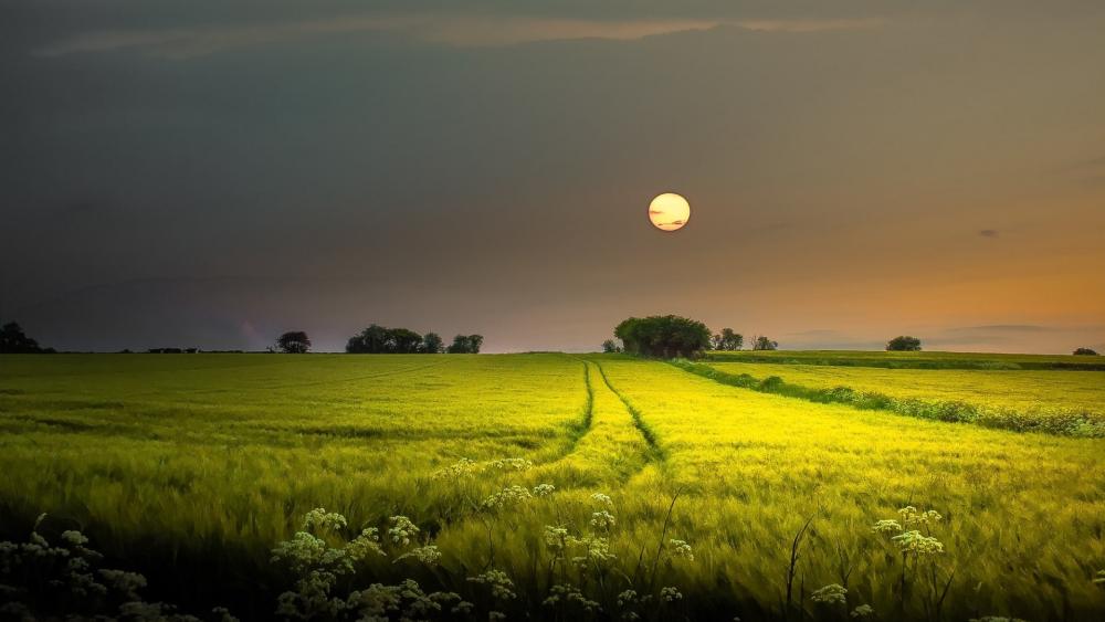 Moonlit Tranquility: A Night Field's Embrace wallpaper